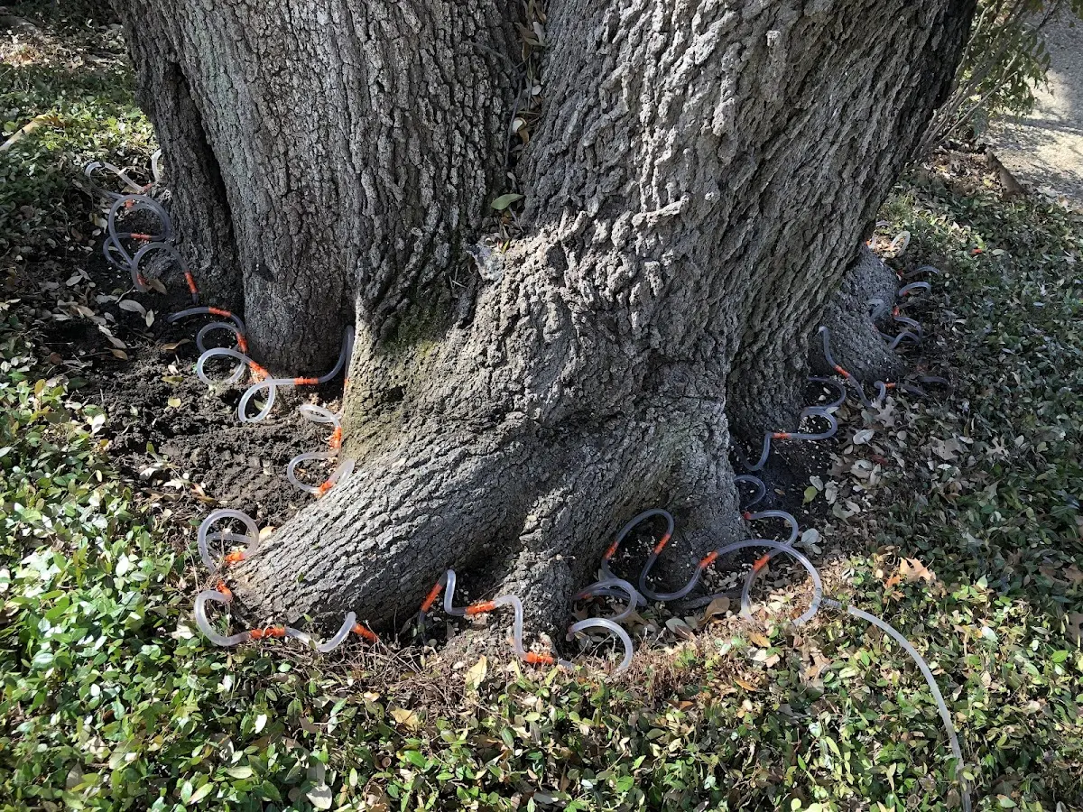 Detailed Tree Cabling and Bracing job site in Yankeetown