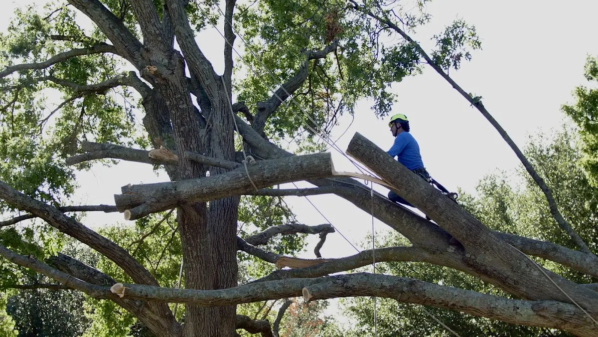 Professional Crown Thinning performed by certified arborists in Yankeetown