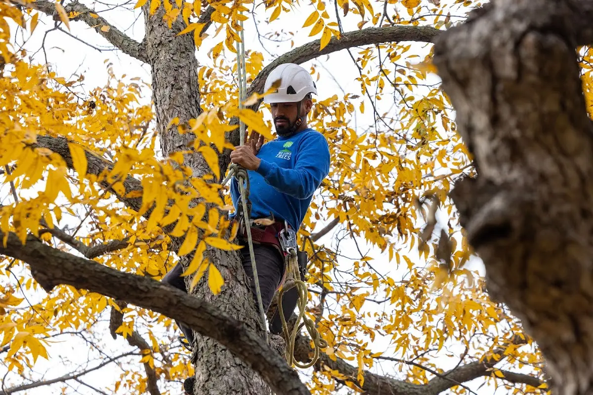 Skilled Tree Transplanting crew working in Yankeetown
